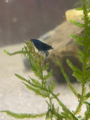Neocaridina davidi