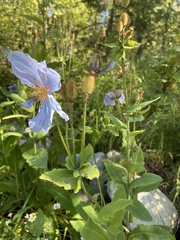 Meconopsis