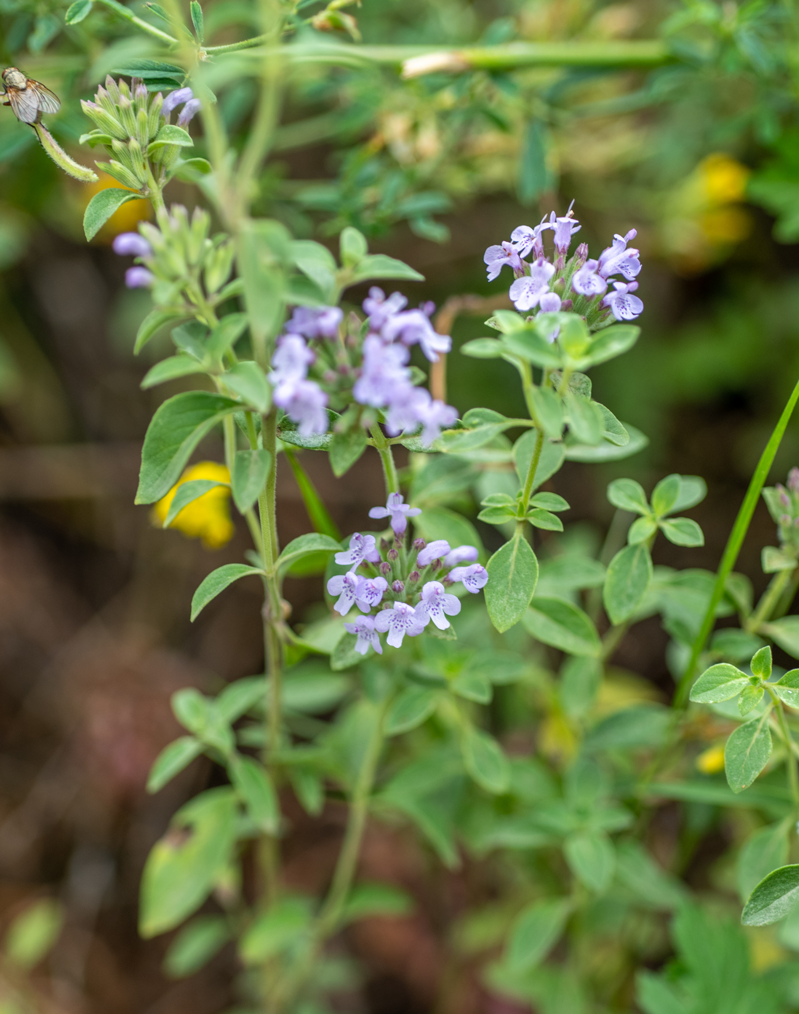 Ziziphora clinopodioides Lam.