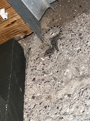 Hemidactylus turcicus