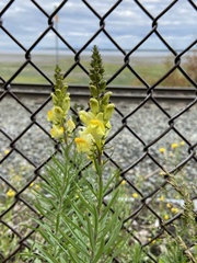 Linaria vulgaris