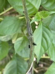 Eucomatocera vittata