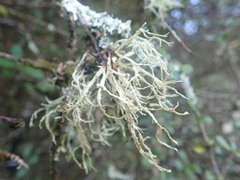 Ramalina erumpens