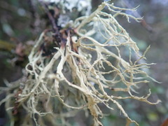 Ramalina erumpens