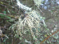 Ramalina erumpens