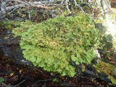 Pseudocyphellaria pubescens
