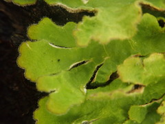 Pseudocyphellaria pubescens