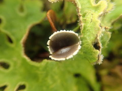 Pseudocyphellaria pubescens