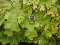 Pseudocyphellaria pubescens