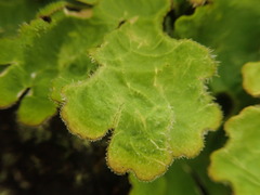 Pseudocyphellaria pubescens