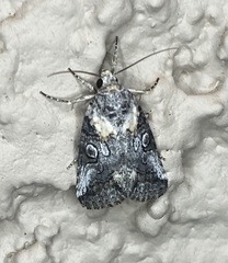 Aleptina