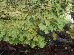 Pseudocyphellaria pubescens