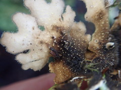 Pseudocyphellaria pubescens