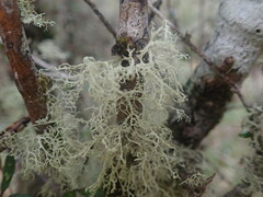 Ramalina unilateralis