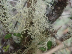 Ramalina unilateralis