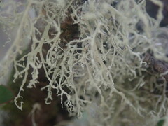 Ramalina unilateralis