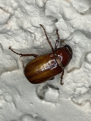 Listrochelus