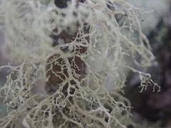 Ramalina unilateralis