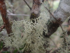 Ramalina unilateralis