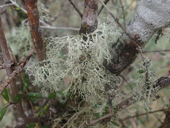 Ramalina unilateralis