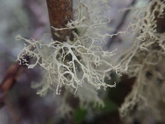 Ramalina unilateralis