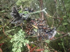 Pseudocyphellaria lividofusca