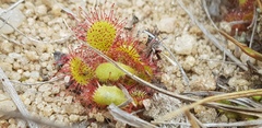 Drosera
