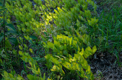 Phyllosticta cruenta