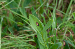Phyllosticta cruenta