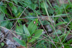 Phyllosticta cruenta