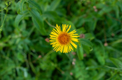 Pentanema salicinum