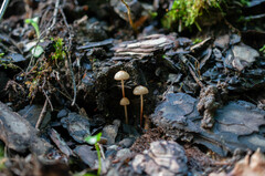 Marasmius torquescens