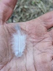 Eolophus roseicapilla