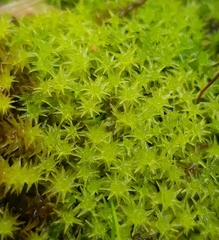 Diobelonella palustris