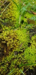 Diobelonella palustris