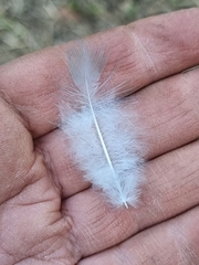 Eolophus roseicapilla