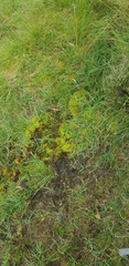 Diobelonella palustris