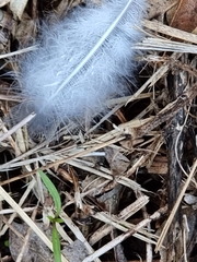 Eolophus roseicapilla
