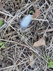 Eolophus roseicapilla