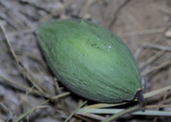 Matelea cynanchoides