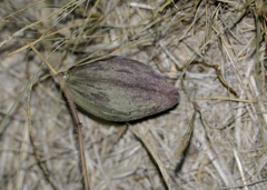Matelea cynanchoides