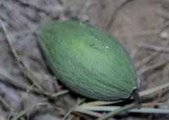 Matelea cynanchoides