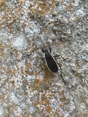 Iphita limbata