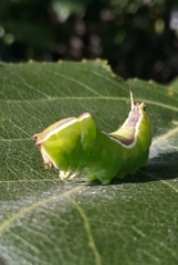 Cerura