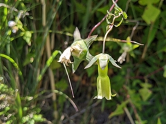 Codonopsis kawakamii