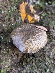 Amoenoboletus mcrobbii