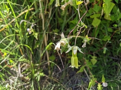 Codonopsis kawakamii
