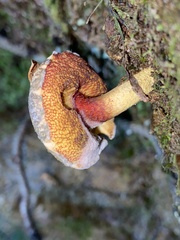 Amoenoboletus mcrobbii