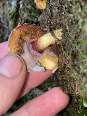 Amoenoboletus mcrobbii
