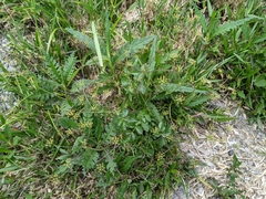 Pimpinella niitakayamensis